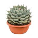 Agave Potatorum Compacta S 35 cm tuinplant