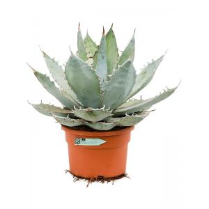 Agave