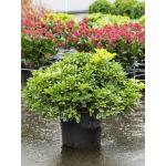 Pittosporum tobira Nana M 50 cm tuinplant