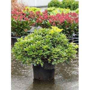 Pittosporum tobira Nana M 50 cm tuinplant