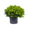 Pittosporum tobira Nana S 35 cm tuinplant
