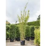 Bamboe Fargesia Jiuzhaigou L 180 cm tuinplant