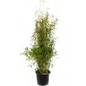 Bamboe Fargesia Murieliae Jumbo L 160 cm tuinplant