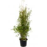 Bamboe Fargesia Murieliae Jumbo L 160 cm tuinplant