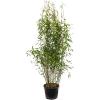 Bamboe Fargesia Murieliae Jumbo M 110 cm tuinplant