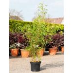 Bamboe Fargesia Rufa 125 cm tuinplant