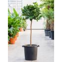 Citrusboom Citrus Calamondin 160 cm tuinplant