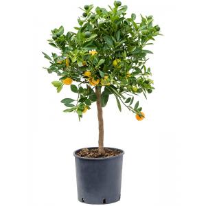 Citrusboom Citrus Citrofortunella Calamondin 70 cm tuinplant