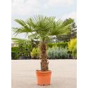 Chinese Waaierpalm Trachycarpus Fortunei L 190 cm tuinplant