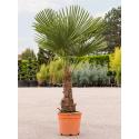 Chinese Waaierpalm Trachycarpus Fortunei M 175 cm tuinplant
