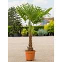 Chinese Waaierpalm Trachycarpus Fortunei S 170 cm tuinplant