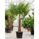 Chinese Waaierpalm Trachycarpus Fortunei XL 225 cm tuinplant