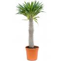 Madagaskar Palm Pachypodium Lamerei M 130 cm tuinplant