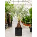 Mexicaanse Blauwe Waaierpalm Brahea Armata 180 cm tuinplant