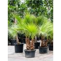 Mexicaanse Waaierpalm Washingtonia Robusta XL 235 cm tuinplant