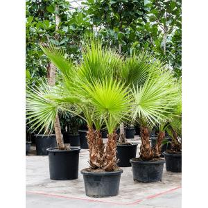 Mexicaanse Waaierpalm Washingtonia Robusta XL 235 cm tuinplant