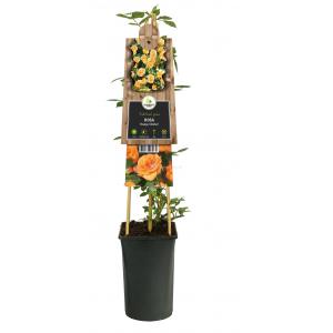 Klimroos Oranje Rosa Orange Climber 75 cm klimplant