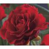 Klimroos Rood Rosa Pauls Scarlet Climber 75 cm klimplant