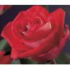 Klimroos Rood Rosa Red Climber 75 cm klimplant
