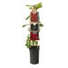 Klimroos Rood Rosa Red Climber 75 cm klimplant