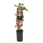 Klimroos Roze Rosa Pink Candy 75 cm klimplant