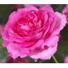 Klimroos Roze Rosa Pink Climber 75 cm klimplant