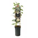 Klimroos Wit Rosa White Climber 75 cm klimplant