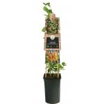 Kamperfoelie Lonicera Heckrottii American Beauty 75 cm klimplant