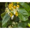 Kamperfoelie Lonicera Heckrottii Copper Beauty PBR 120 cm klimplant