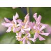 Toscaanse Jasmijn Trachelospermum Asiaticum Pink Air 120 cm klimplant
