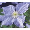 Grootbloemige Clematis Blue Angel 120 cm klimplant