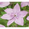 Grootbloemige Clematis Hagley Hybrid 120 cm klimplant