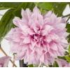 Grootbloemige Clematis Multi Pink PBR 75 cm klimplant