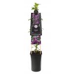 Grootbloemige Clematis Noora PBR L 120 cm klimplant