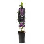 Grootbloemige Clematis Noora PBR M 75 cm klimplant