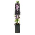 Grootbloemige Clematis Pernille PBR 75 cm klimplant