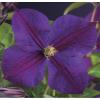 Grootbloemige Clematis Star of India 120 cm klimplant