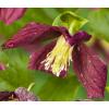 Kleinbloemige Clematis Cirrhosa Landsdowne Gem 75 cm klimplant