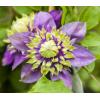 Kleinbloemige Clematis Florida Taiga PBR 75 cm klimplant