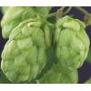 Hopplant Humulus Lupulus Nordbrau 75 cm klimplant