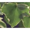 Klimop Hedera Hibernica M 75 cm klimplant