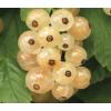 Aalbes Wit Ribes Rubrum White Pearl 75 cm klimplant