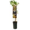 Aalbes Wit Ribes Rubrum White Pearl 75 cm klimplant