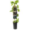 Blauwe Druif Vitis Rembrandt 75 cm klimplant