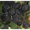 Doornloze Braam Rubus Black Satin 75 cm klimplant