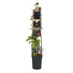 Doornloze Braam Rubus Thornfree L 120 cm klimplant