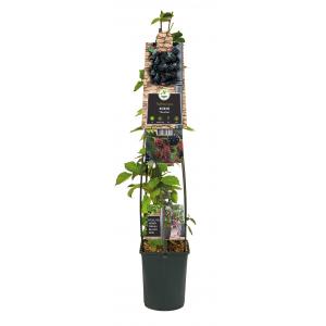 Doornloze Braam Rubus Thornfree L 120 cm klimplant