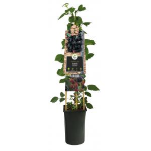 Doornloze Braam Rubus Thornfree M 75 cm klimplant