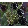 Doornloze Braam Rubus Thornless Evergreen M 75 cm klimplant