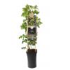 Doornloze Braam Rubus Thornless Evergreen M 75 cm klimplant